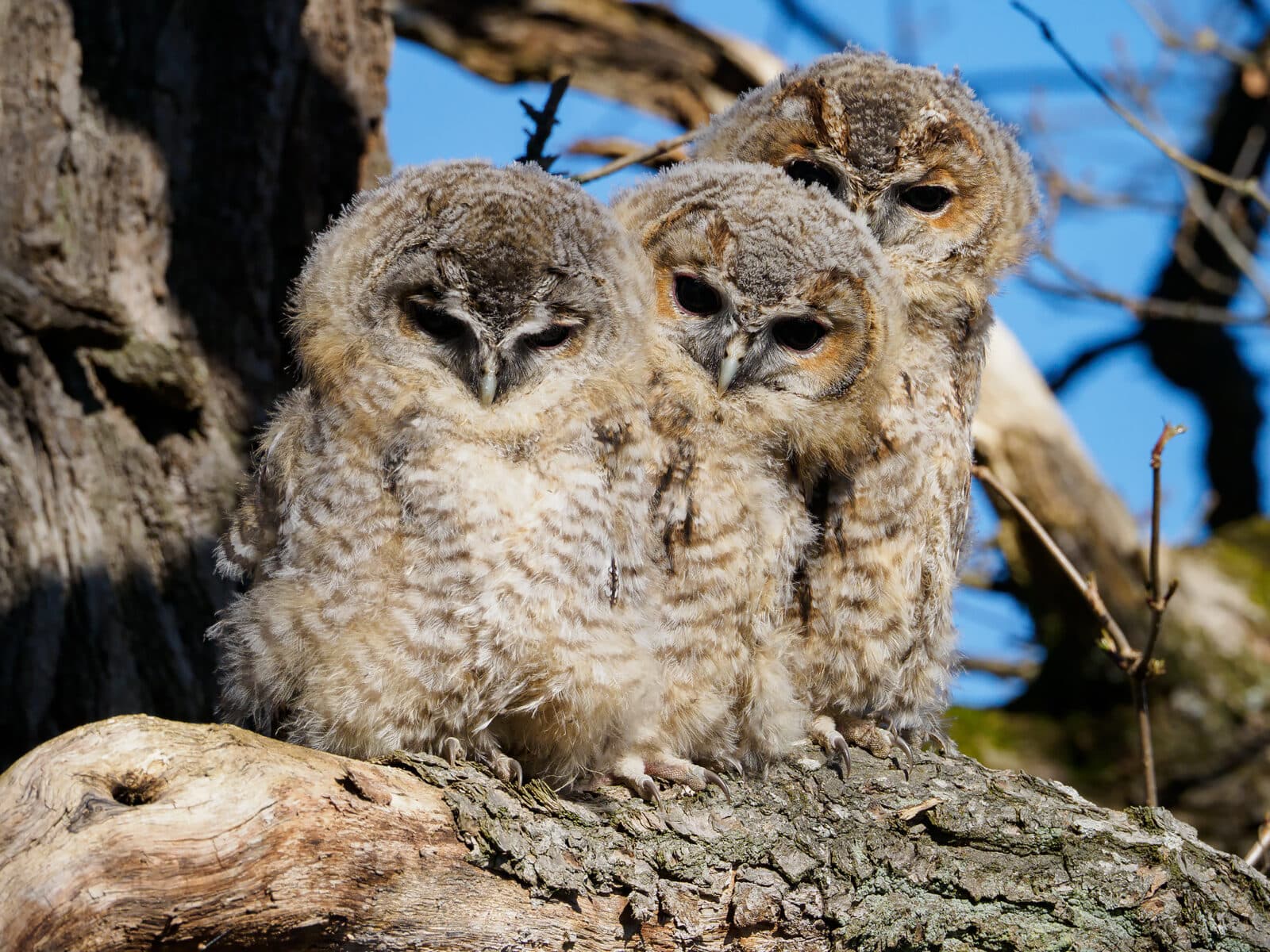uggleungar på en gren