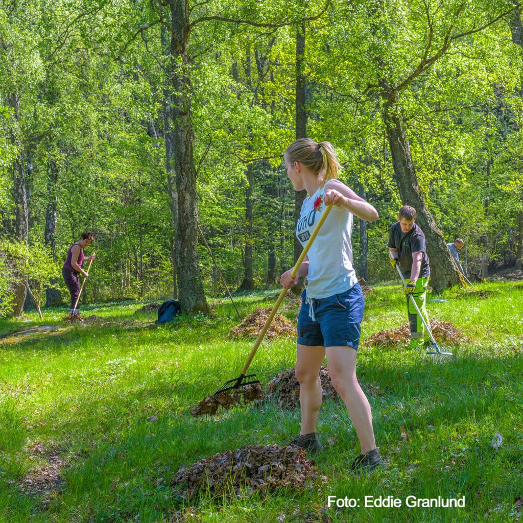 fagning vid Södergarn