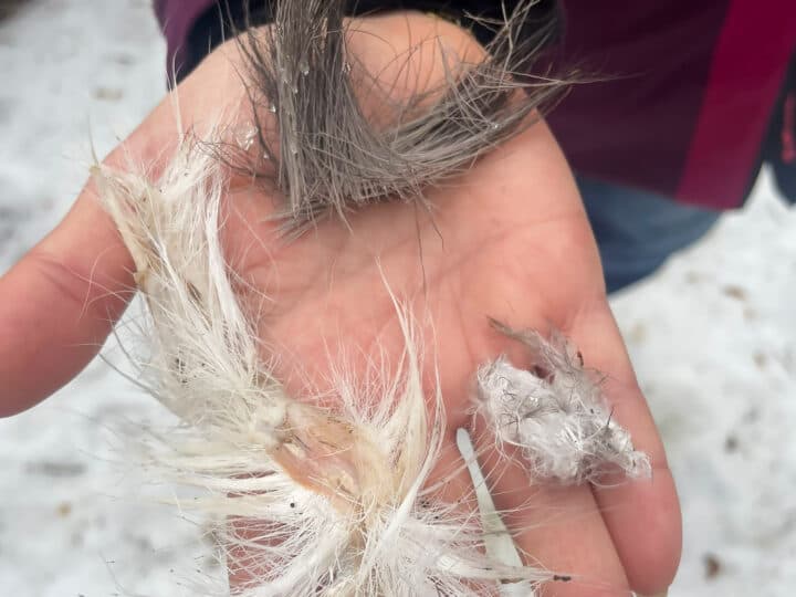 Rester av fjädrar och päls