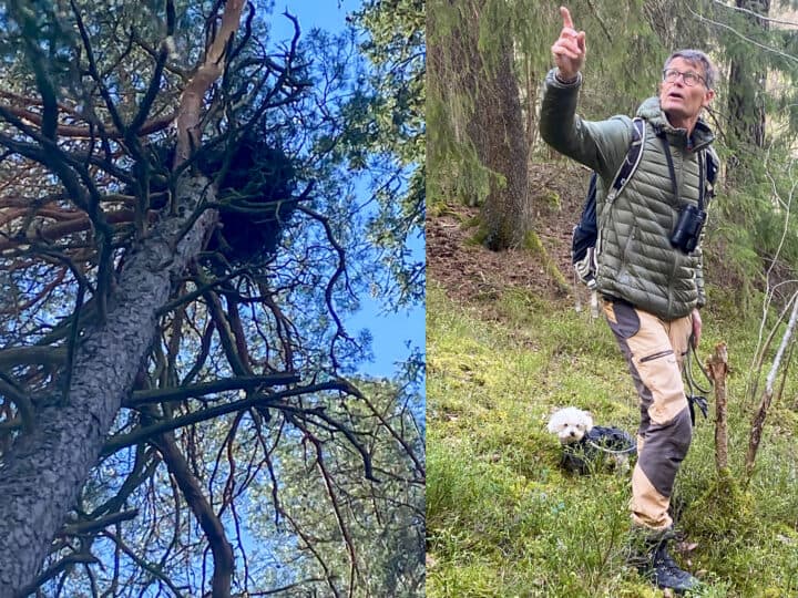 Isak pekar ut ormvråkens bo