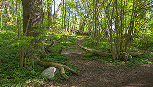 Naturpärlor – Naturskyddsföreningen i Lidingö Hustegaholm och Gråviken – Naturskyddsföreningen i Lidingö